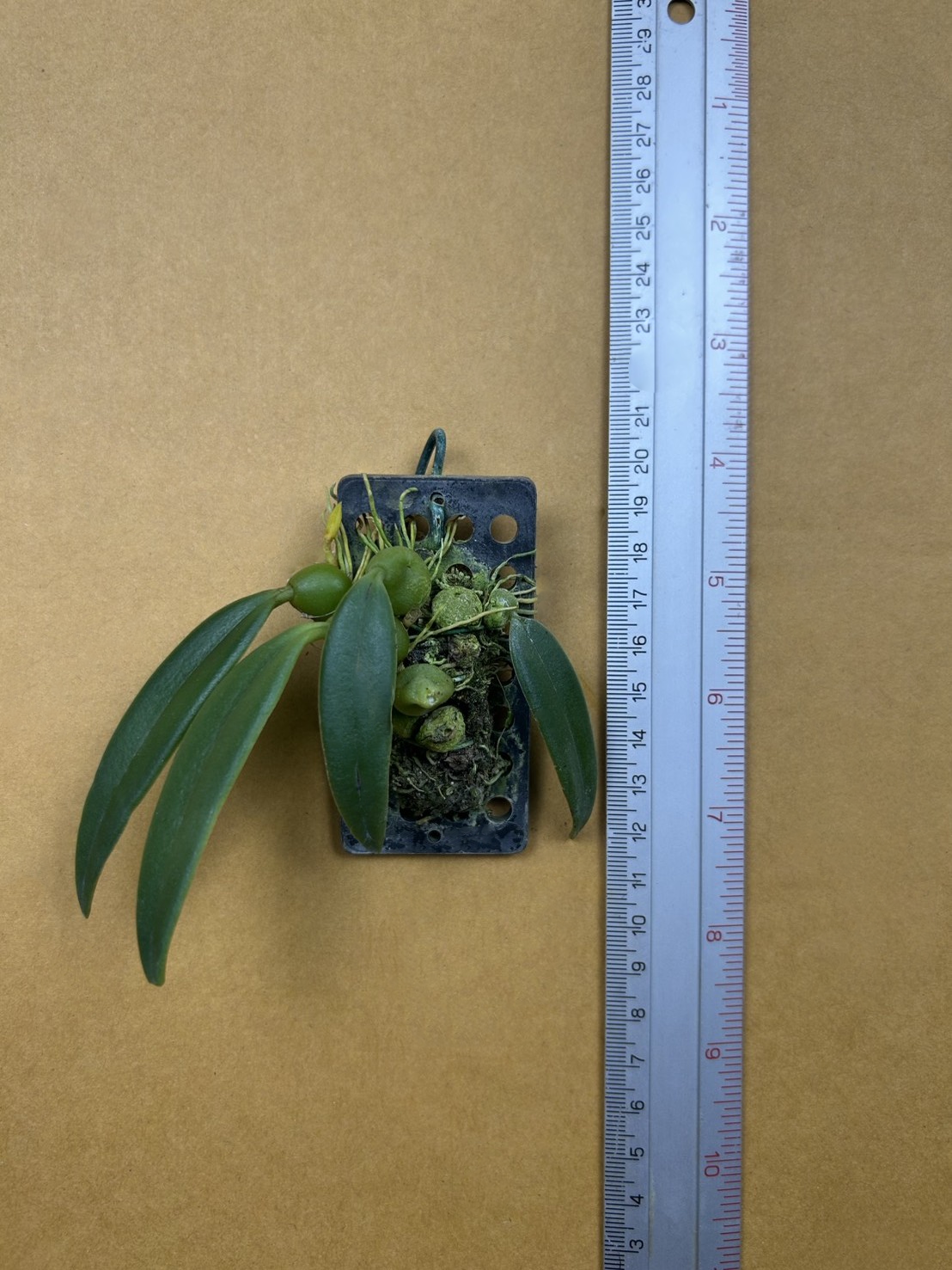 Bulb. disciflorum.png