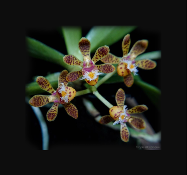 Gastrochilus sororius