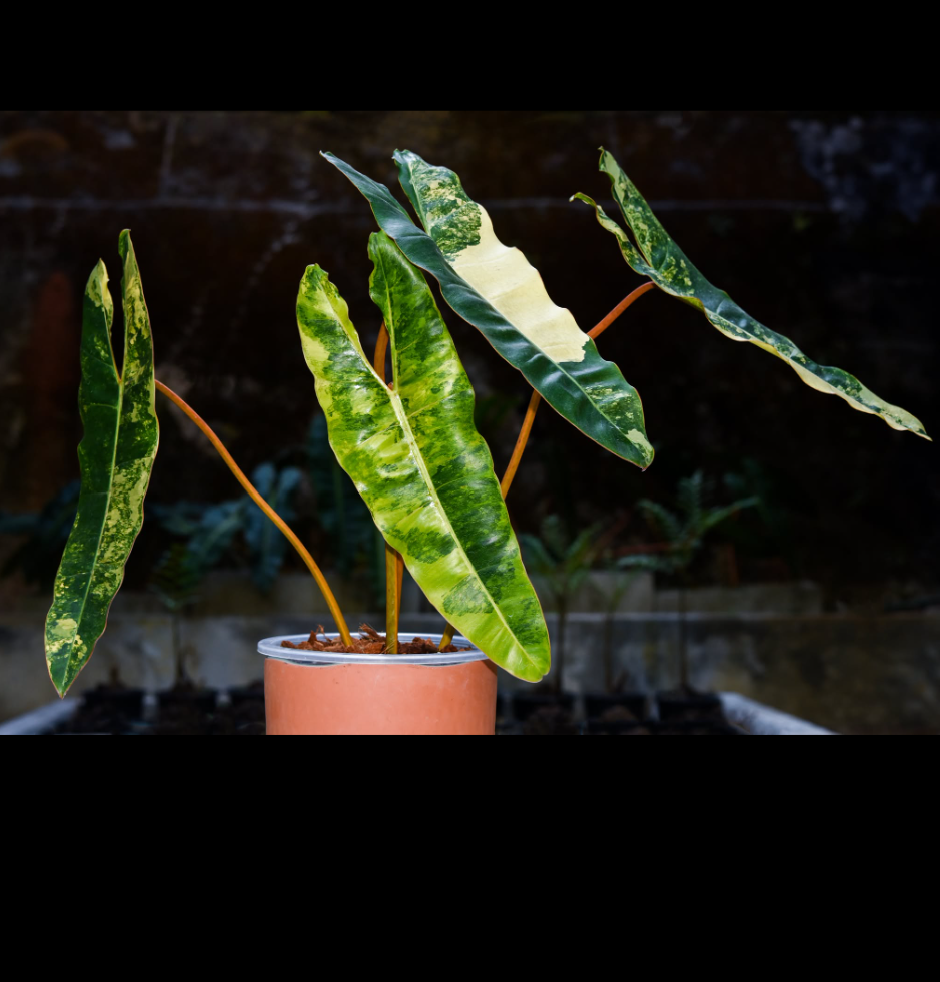 Philodendron billietiae Variegata.png