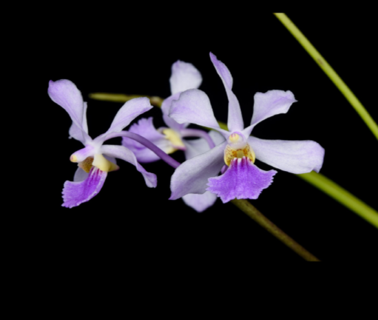 Vanda coerulescens x Holcoglossum subulifolium