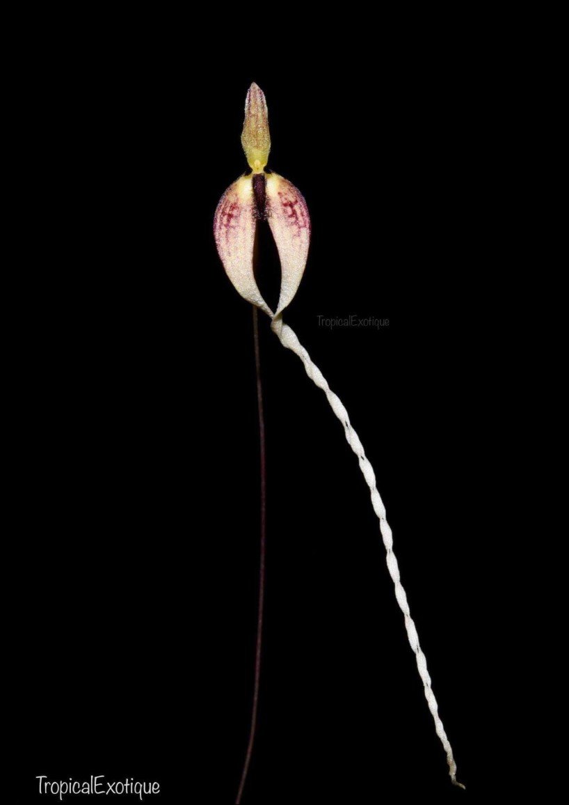 Bulbophyllum freitagii