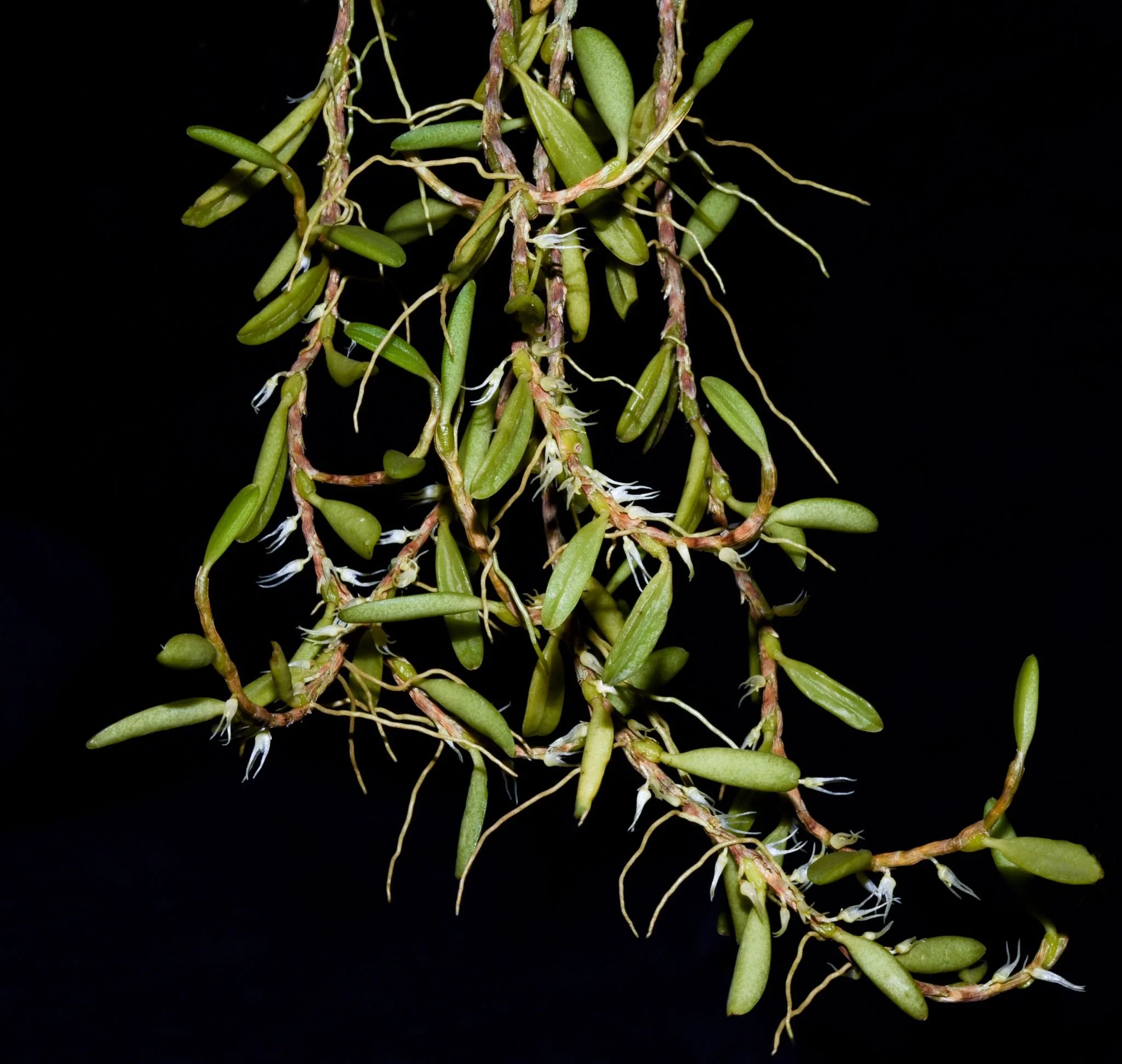 Bulbophyllum-sessile.jpg