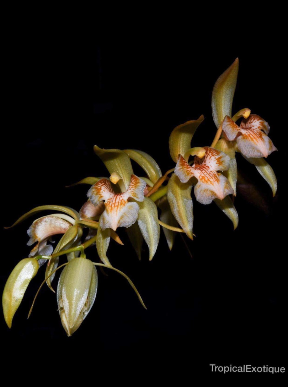 Coelogyne fuscescens var. brunnea.png