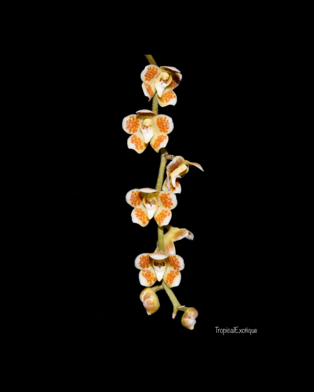 Chiloschista extinctoriformis