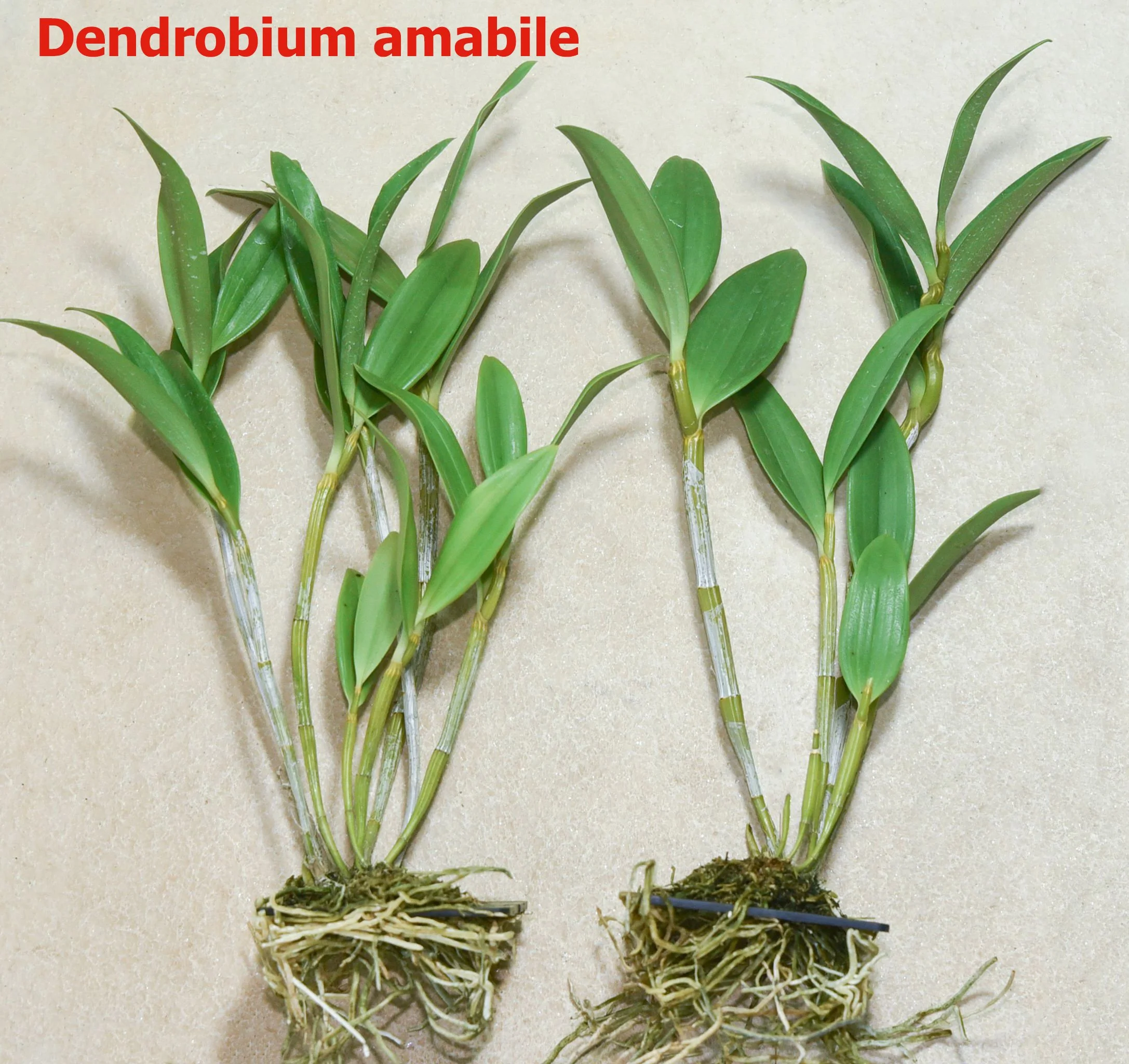 Dendrobium amabile.jpg