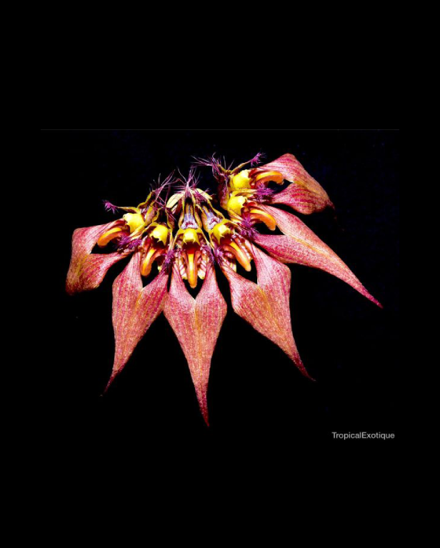 Bulbophyllum aff. ornatissimum