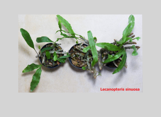 Lecanopteris+sinuosa-67.png