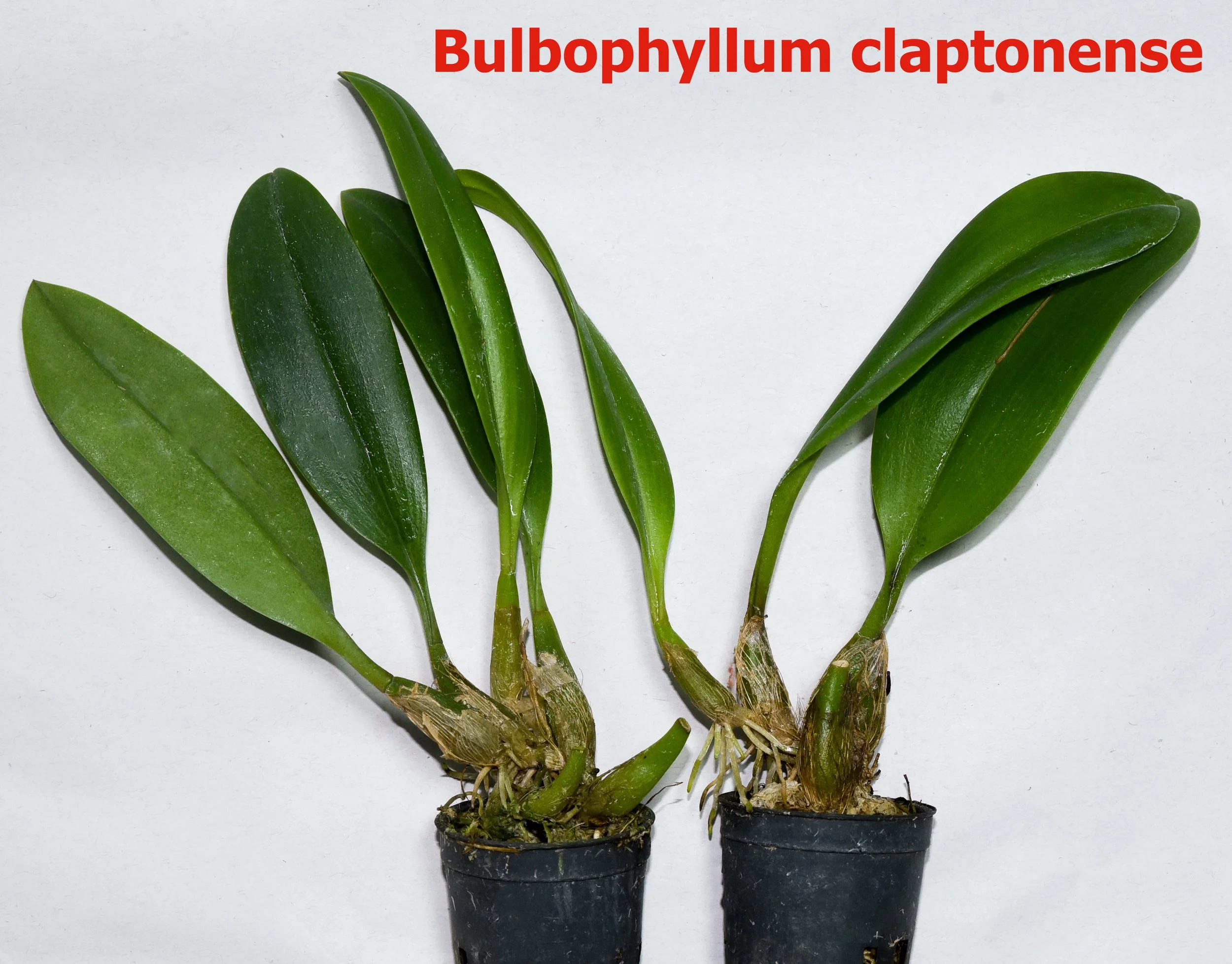 Bulbophyllum claptonense.jpg