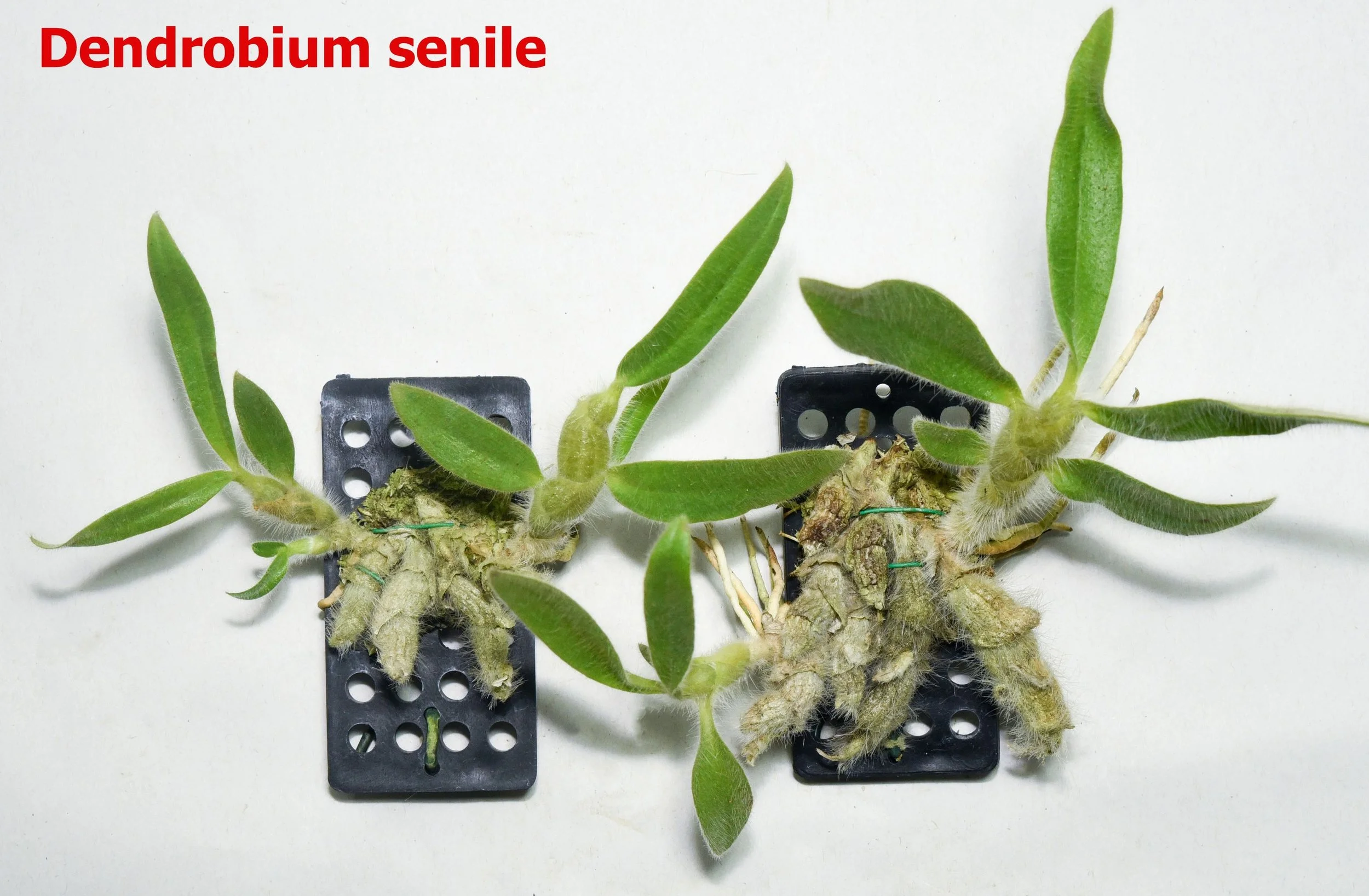 Dendrobium senile.jpg