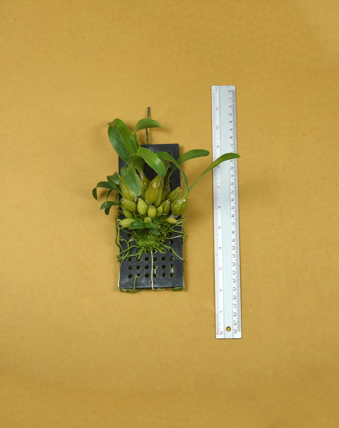 Den. chrysotoxum.png