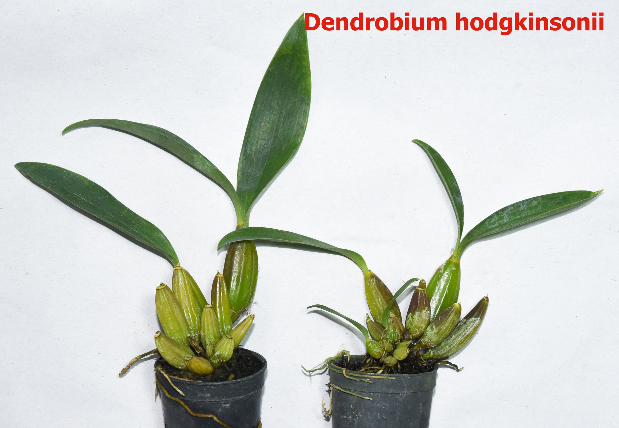 Dendrobium hodgkinsonii.jpg