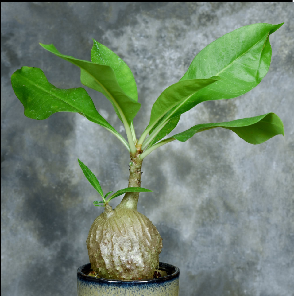 Myrmecodia tuberosa.png