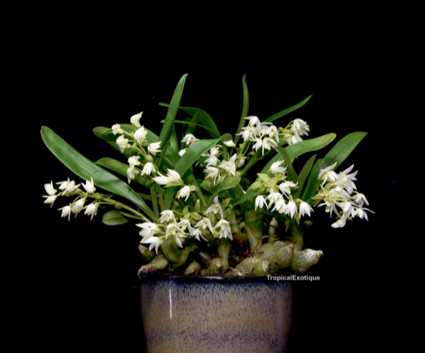 Pinalia-acervata-67.png