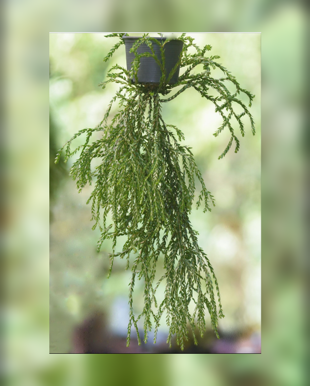Huperzia nummulariifolia Mutant-67.png