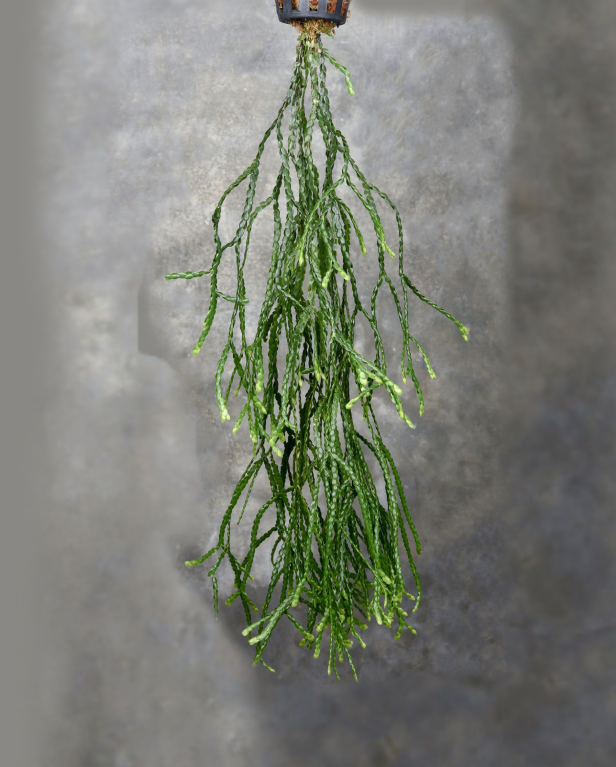 Huperzia-nummulariifolia-Bread-Bracelet-67.png
