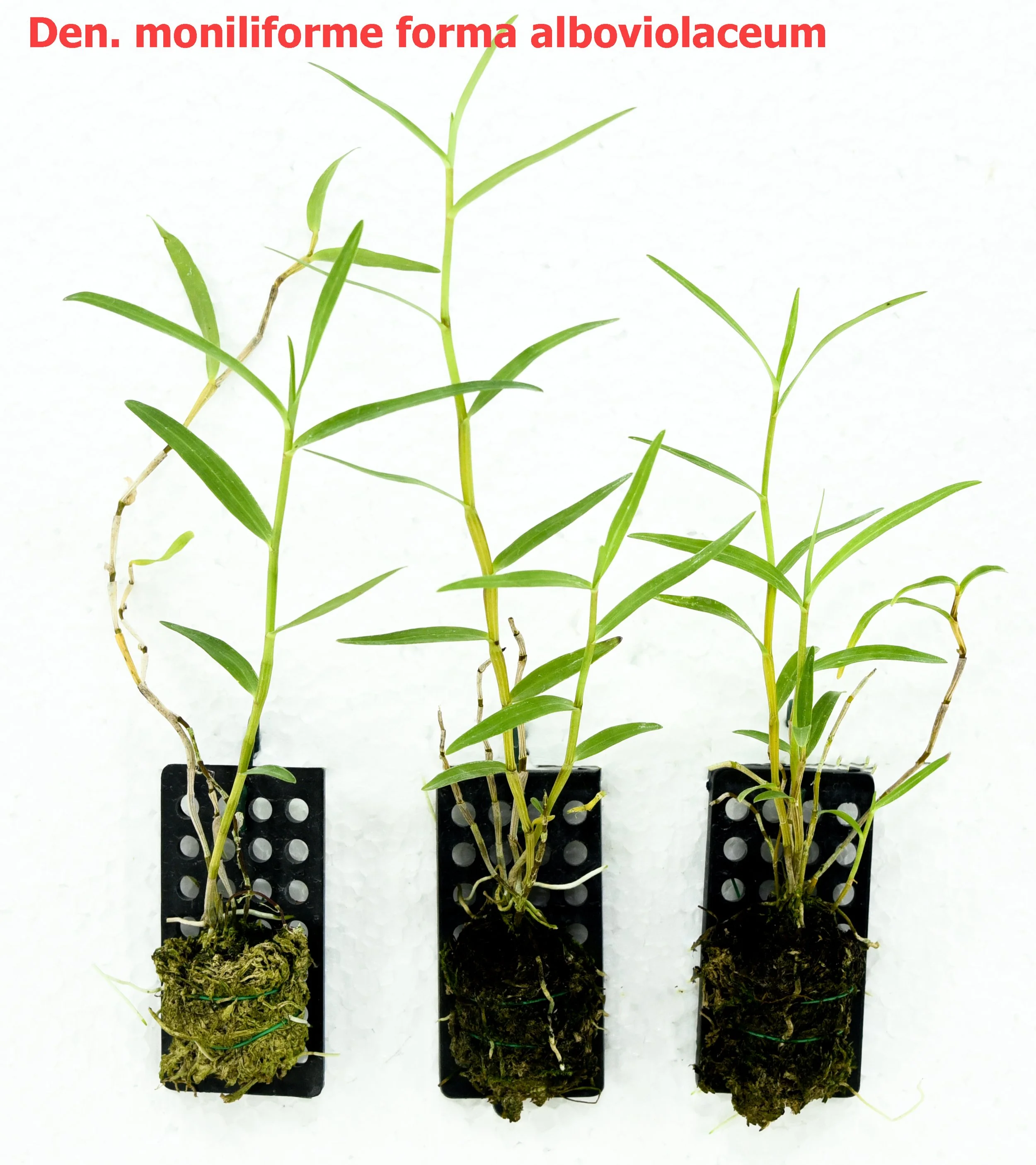 Dendrobium moniliforme forma alboviolaceum.jpg