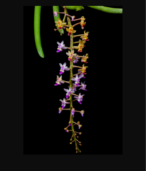 Cleisostoma arietinum