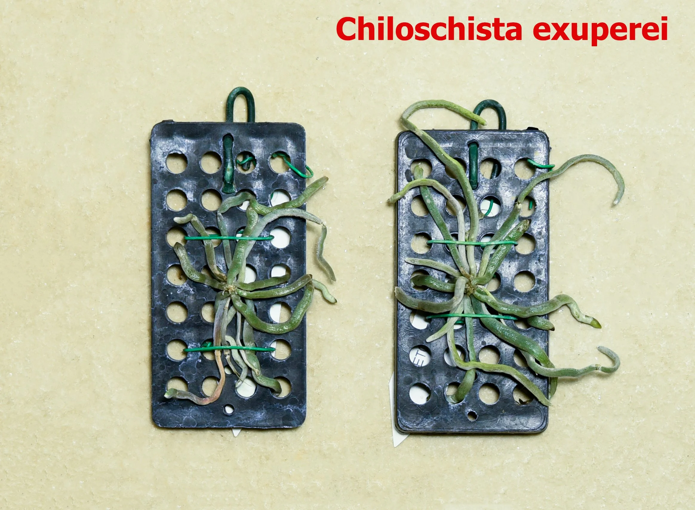 Chiloschista exuperei1.jpg