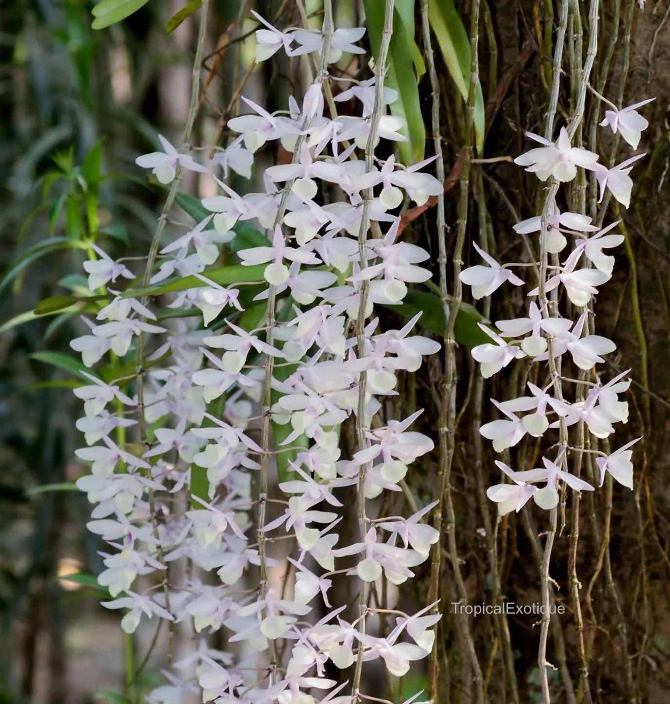 Dendrobium-aphyllum-1.jpg