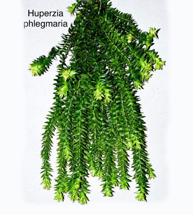 Huperzia phlegmaria