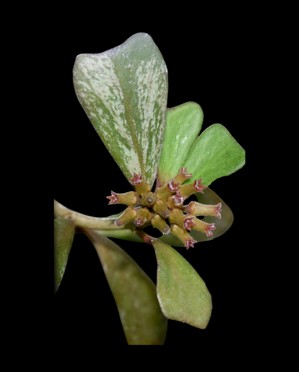 Hoya-manipurensis-67.png