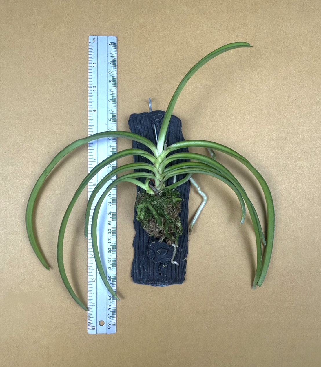 23+Aerides+multiflora+%28affinis%29.png