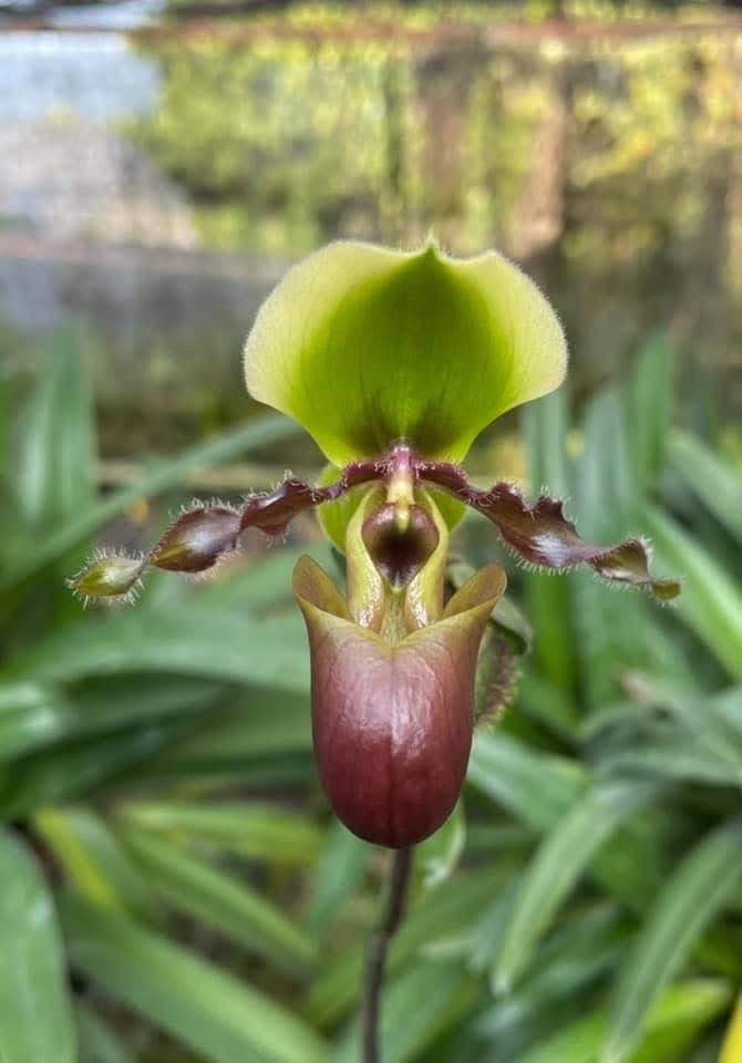 Paphiopedilum victoria-mariae