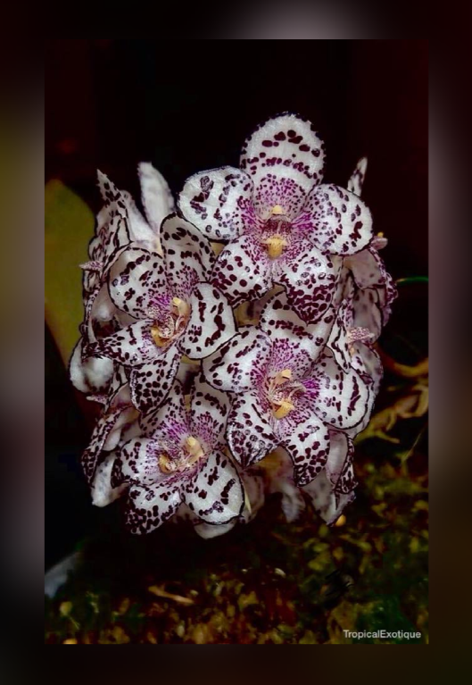 Bulbophyllum kubahense