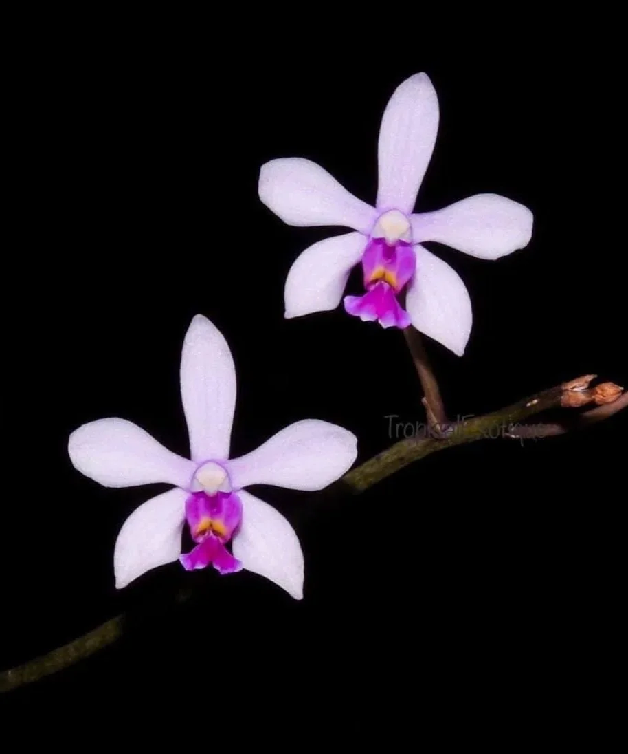Phalaenopsis-wilsonii-1.jpg