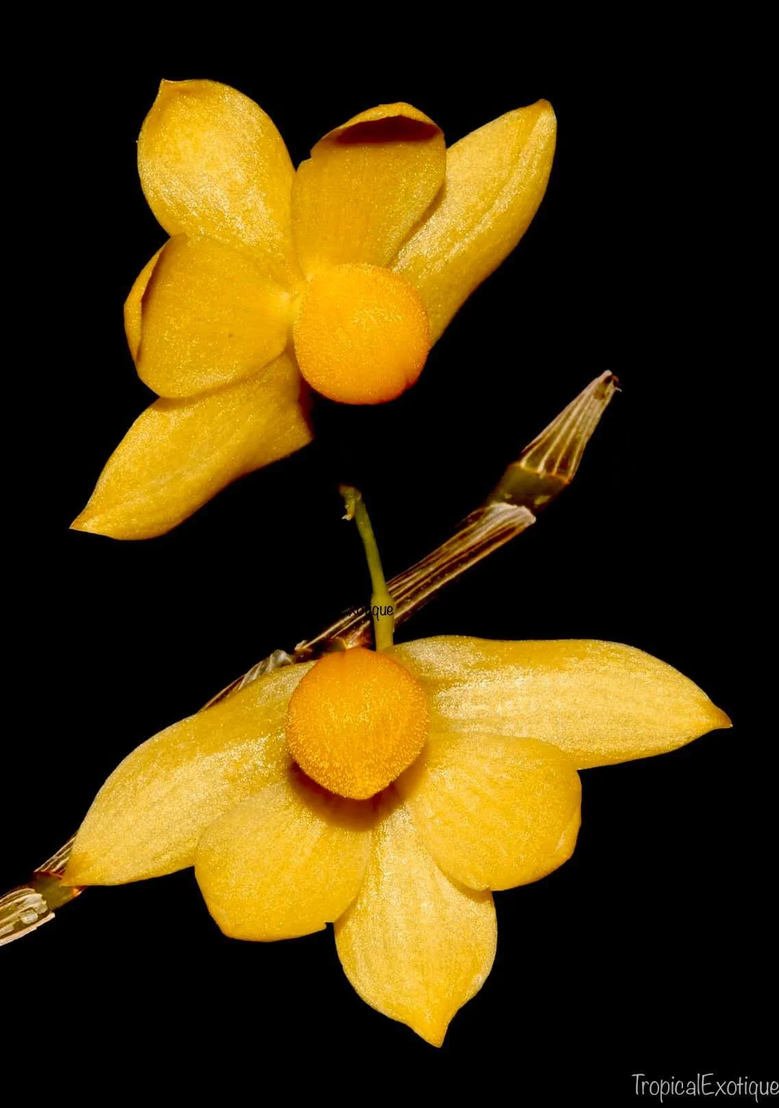 Dendrobium-chrysocrepis.jpg