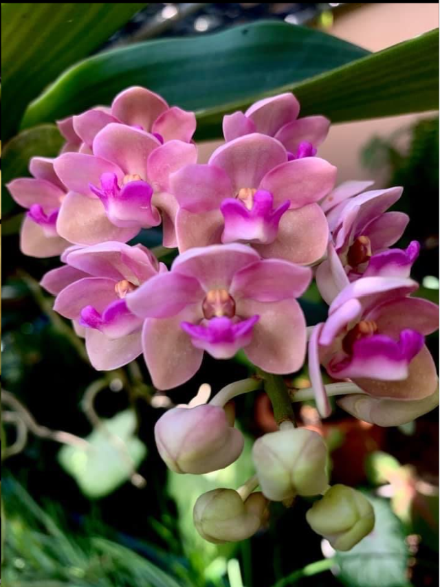 Rhynchostylis gigantea.png