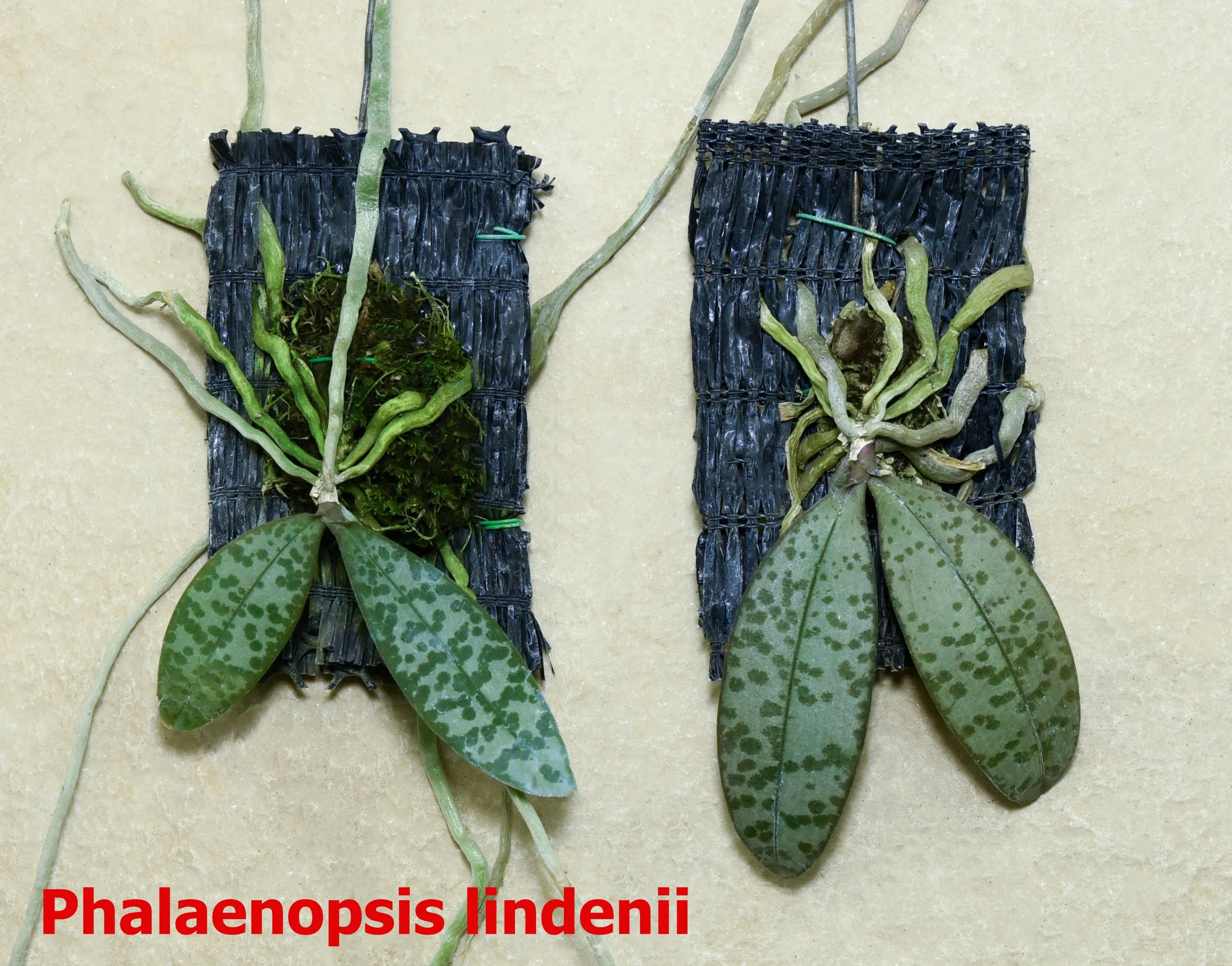 Phalaenopsis lindenii.jpg