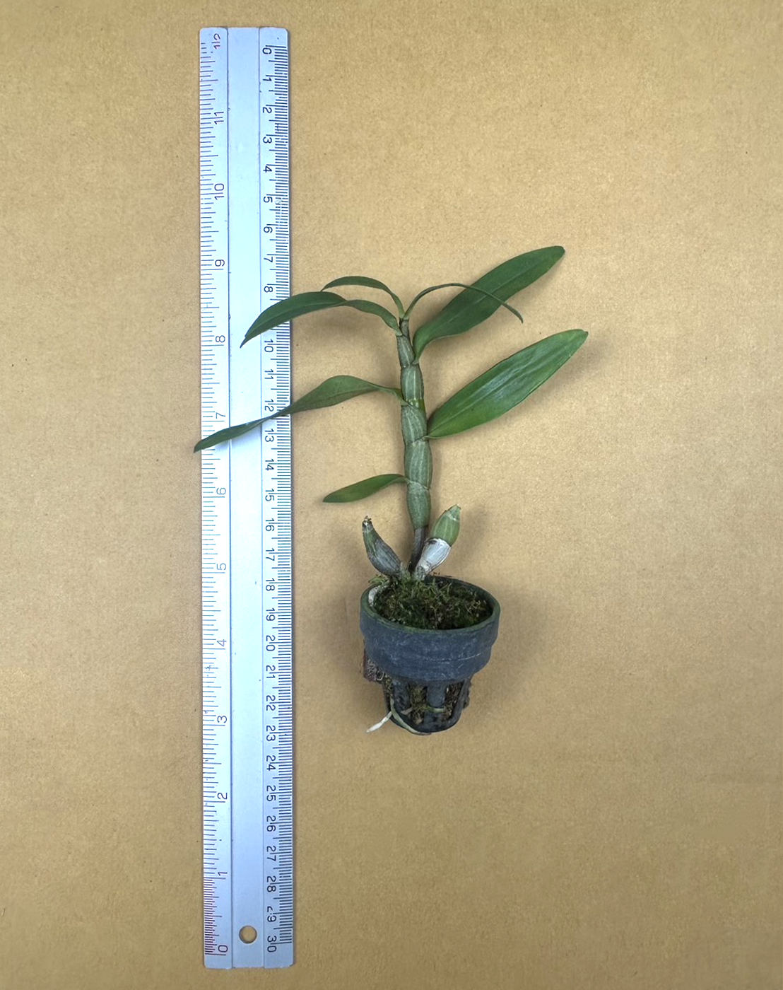 27 Den. daklakense x Den.  bellatulum Orange lip.png