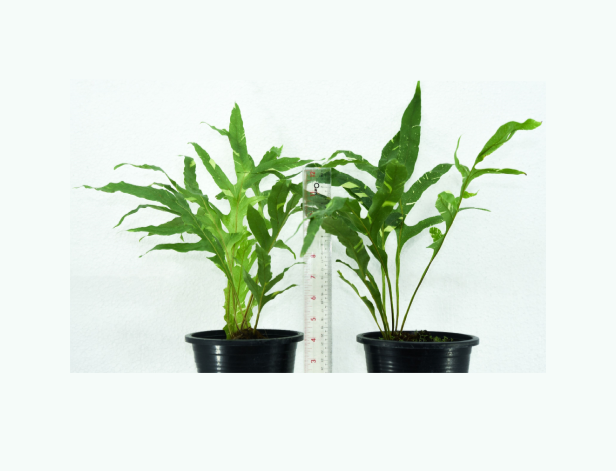 Drynaria+quercifolia+Variegated-67.png