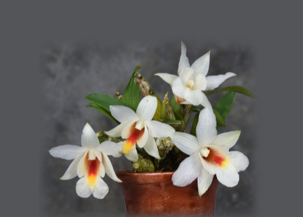 Dendrobium christyanum