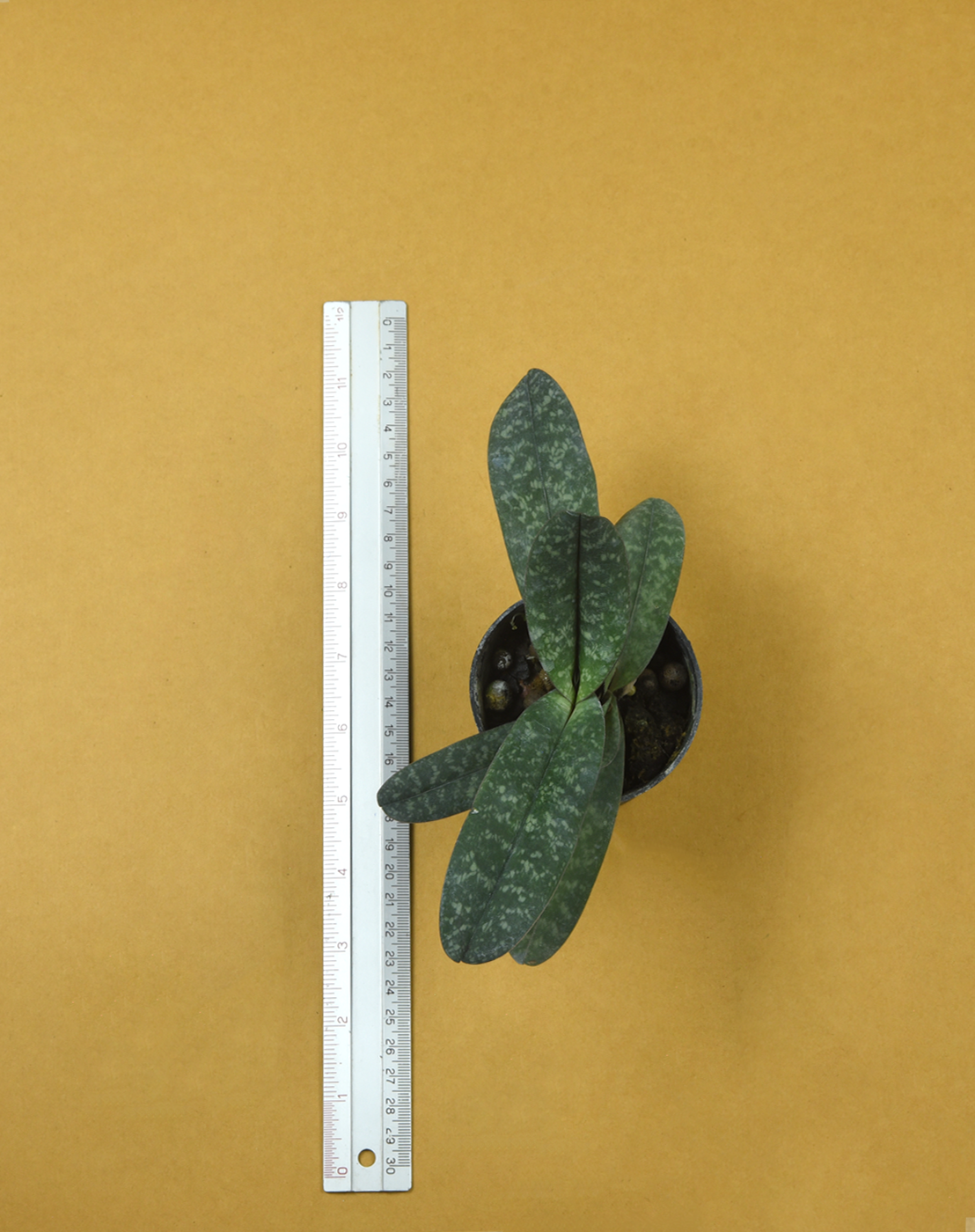 Paph. bellatulum.png