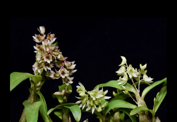 Dendrobium peguanum x Dendrobium kanburiense