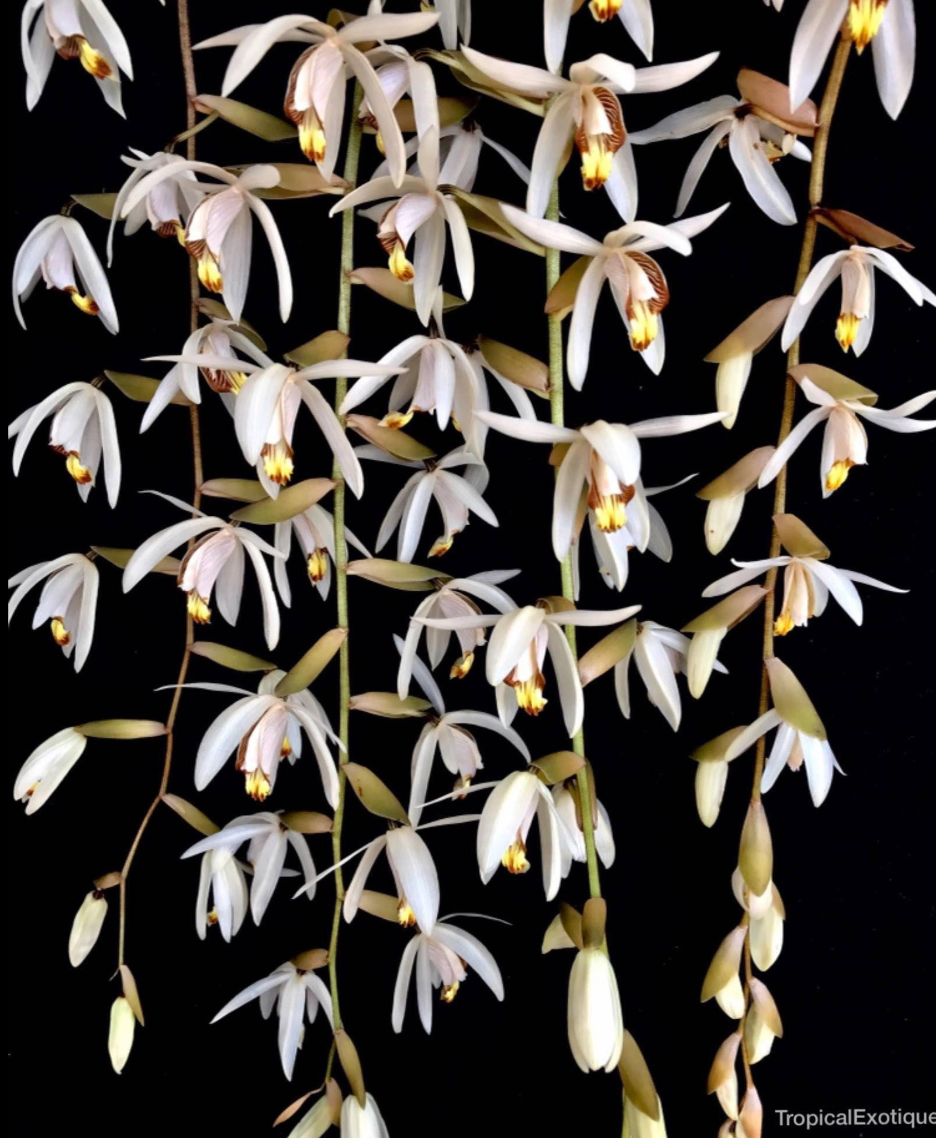 Coelogyne velutina (White).png