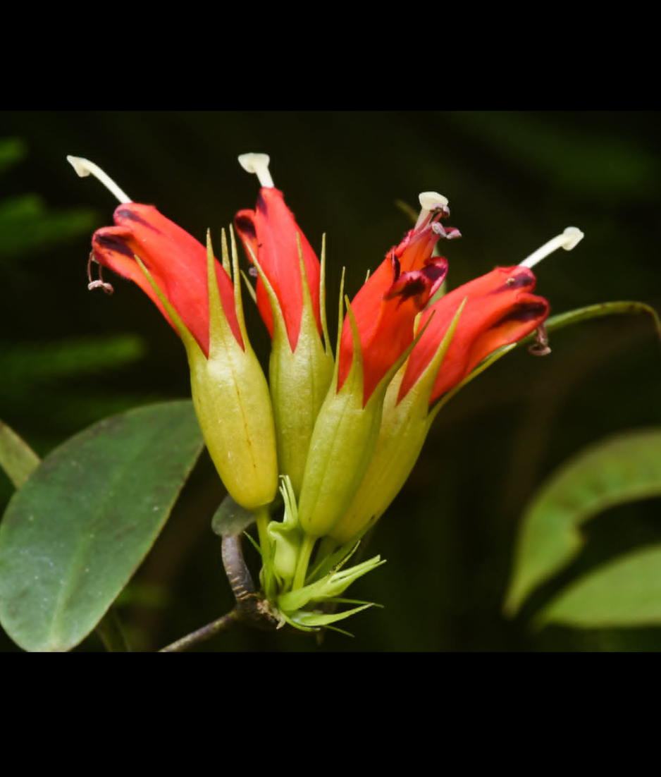 Aeschynanthus hosseusii.png