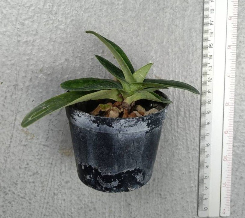 Paphiopedilum niveum album.jpg