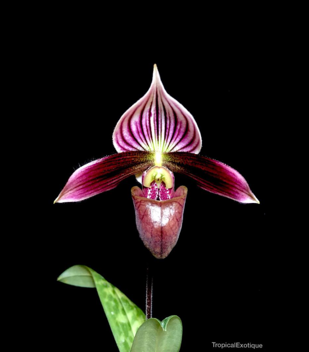 Paphiopedilum purpuratum