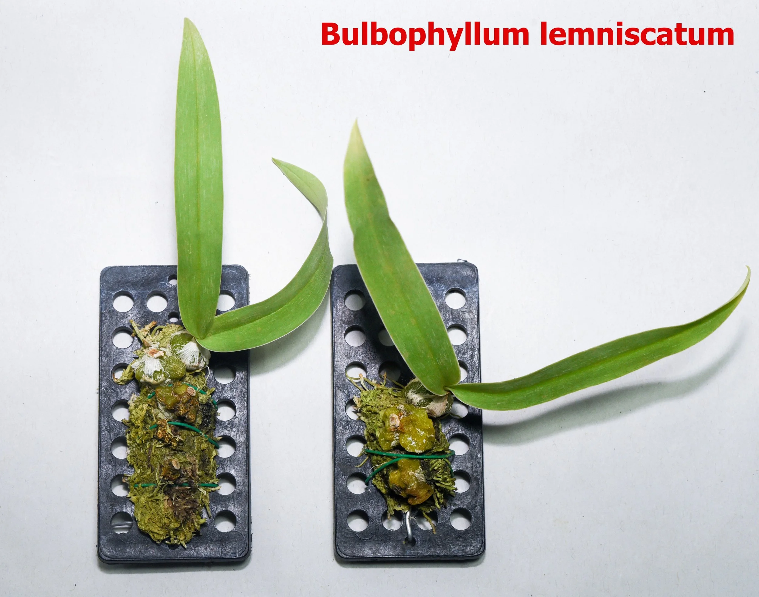 Bulbophyllum lemniscatum.jpg