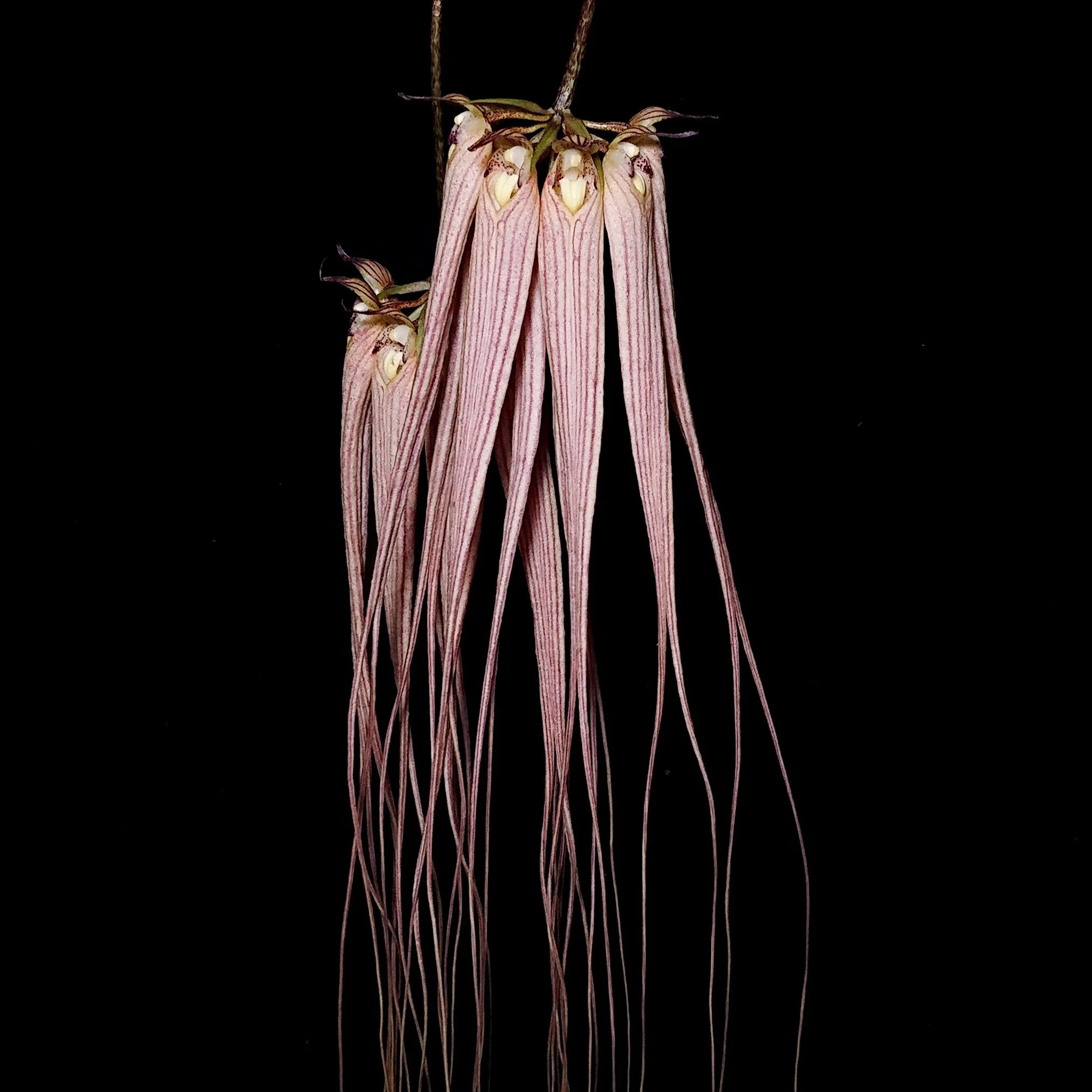 Bulbophyllum-longissimum-1.png