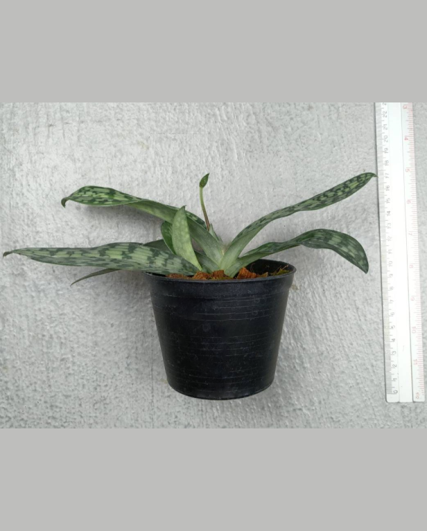 2 Paph.cerveranum Paph. appletonianum.png