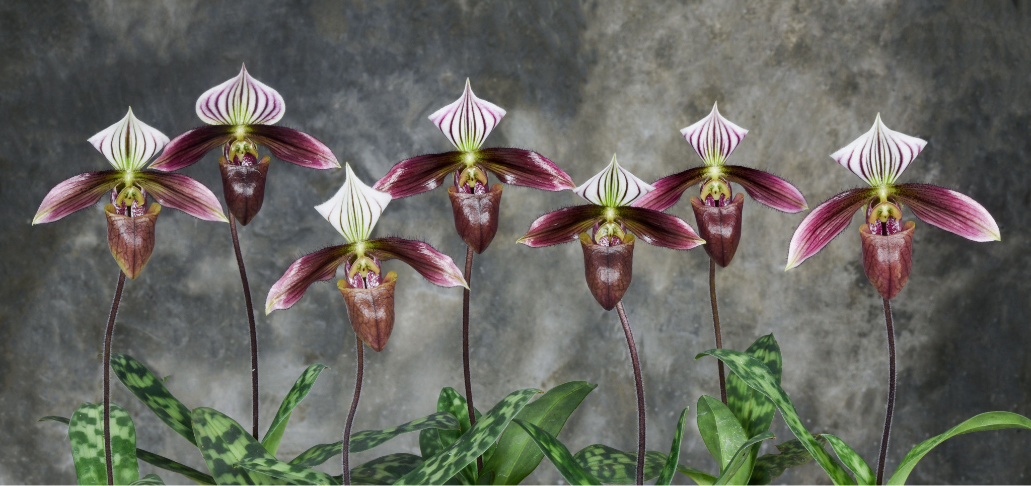 Paphiopedilum-purpuratum-2.png