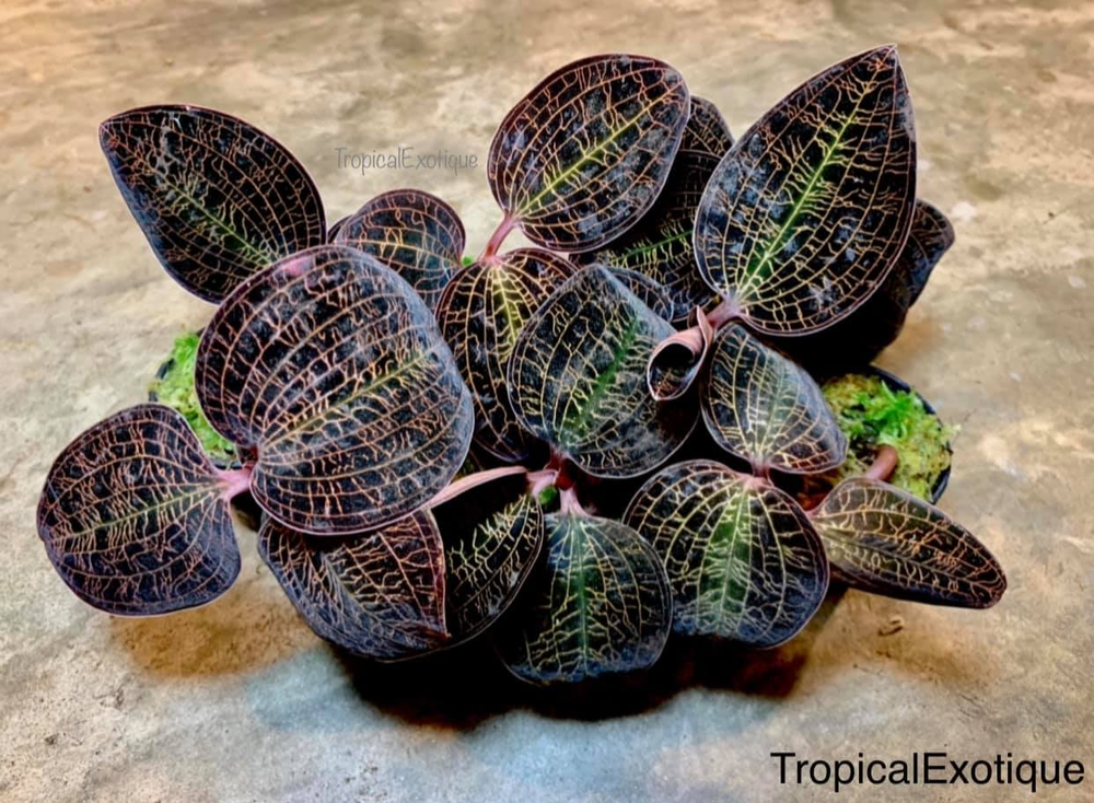 Macodes limii — TropicalExotique