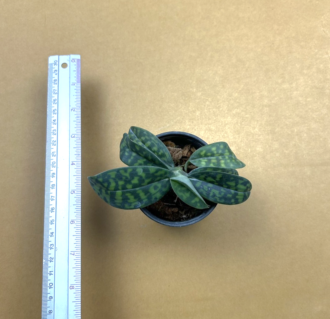 Paph.+hookerae.png