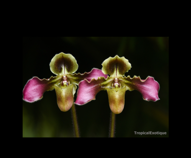 Paphiopedilum+hirsutissimum-67.png