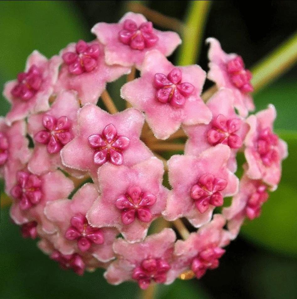 Hoya diversifolia.png