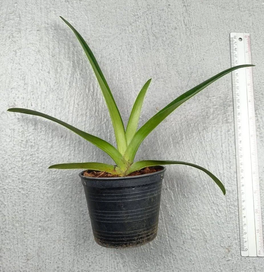 Paphiopedilum druryi.jpg